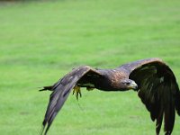 Steinadler 089